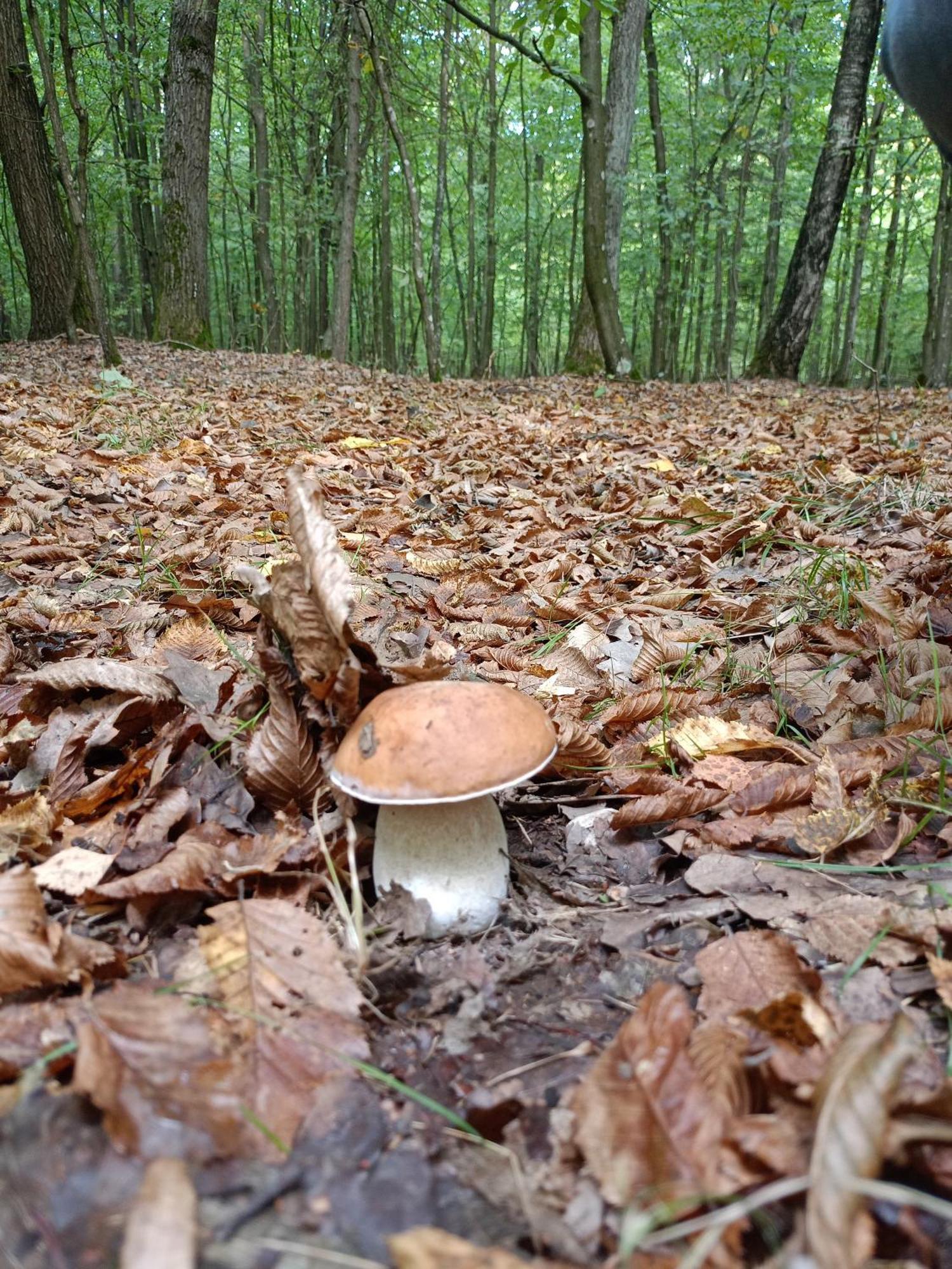 Gosciniec Na Stoku Pokoje 2,3,4 Osobowe, Cisza, Spokoj, Widok Na Stok Narciarski, Lasy, Laki Bobliwo Exterior photo